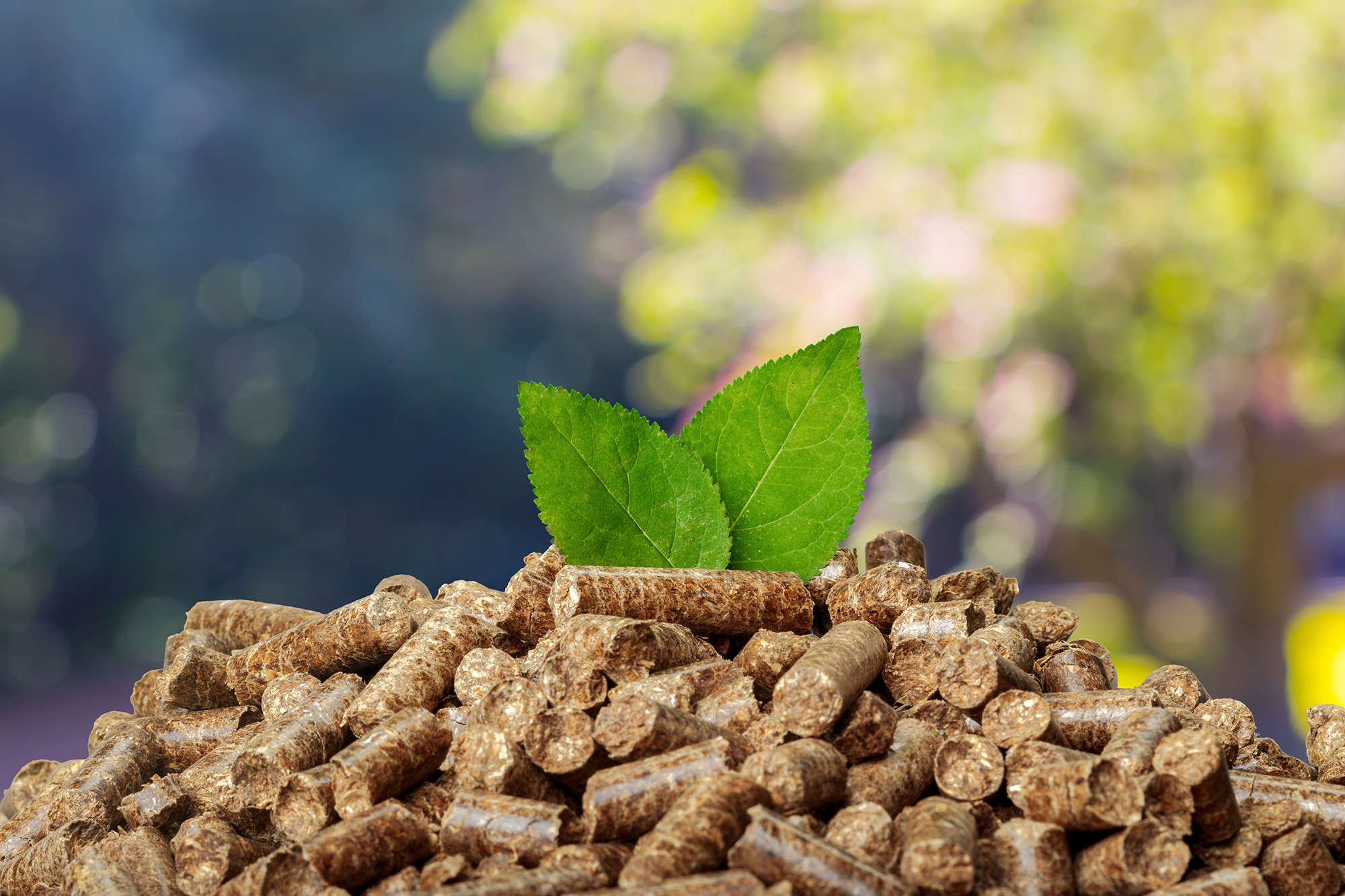 Gesklima servicio de energia renovable , Biomasa